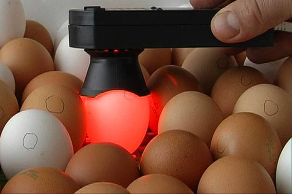 Memeriksa telur untuk persenyawaan