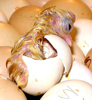 鸡孵化