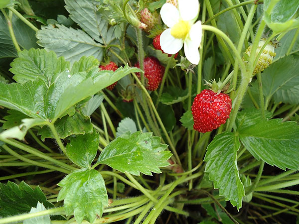 草莓品种阿里巴巴