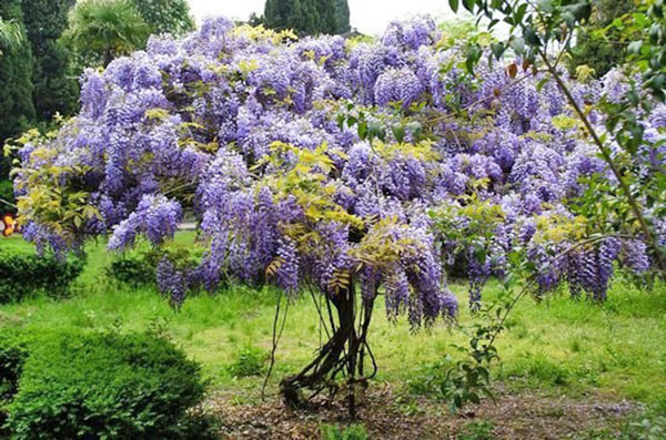 wisteria arbust