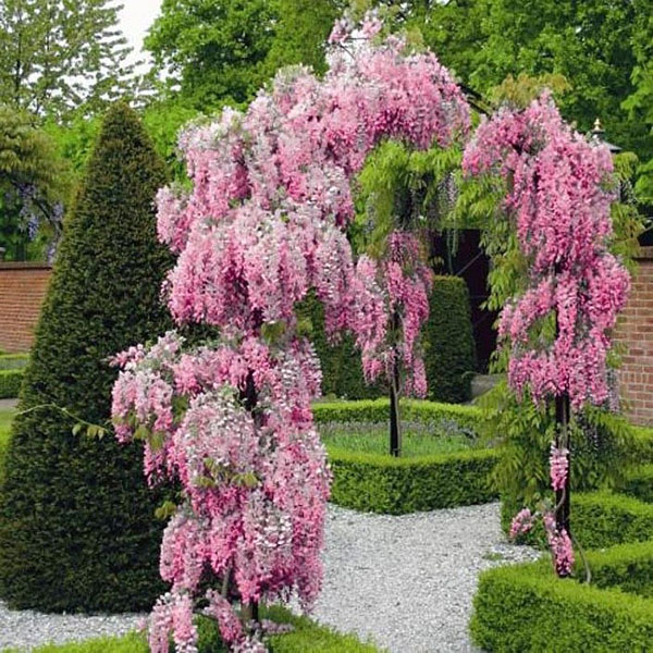 gerbang taman dari wisteria