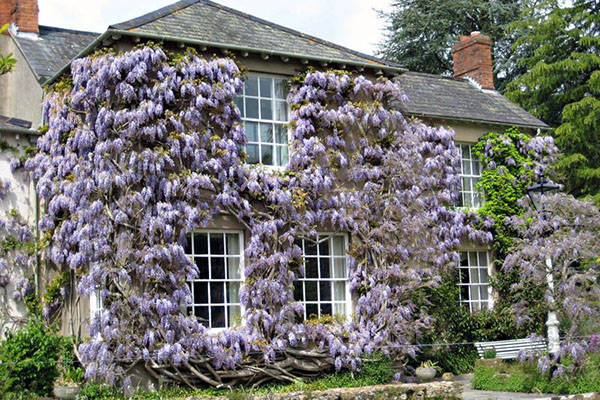 hiasan rumah dengan wisteria
