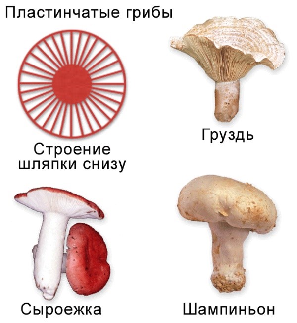 struktur av lamellar svampar