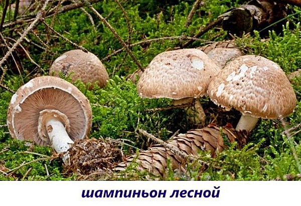 floresta de champignon