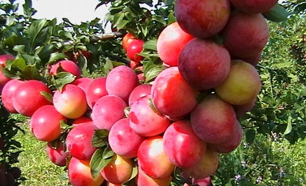 vyšnių slyvų rūšis persikas