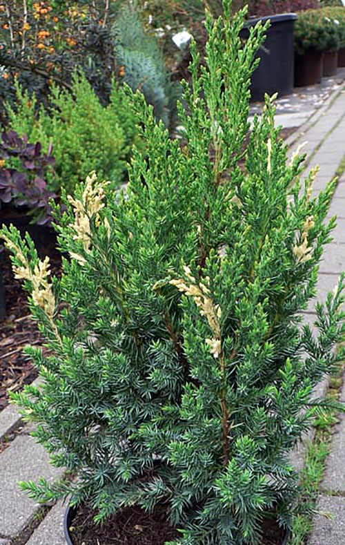 Juniperus Stricta Variegata em um recipiente para plantio
