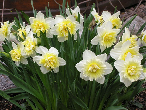 daffodils Ice King