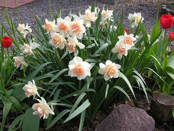 daffodils terry Replit