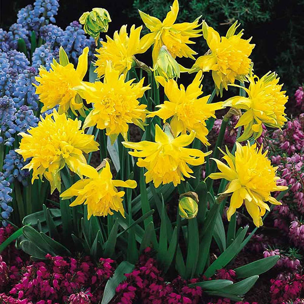daffodils Rip Vann Winkle