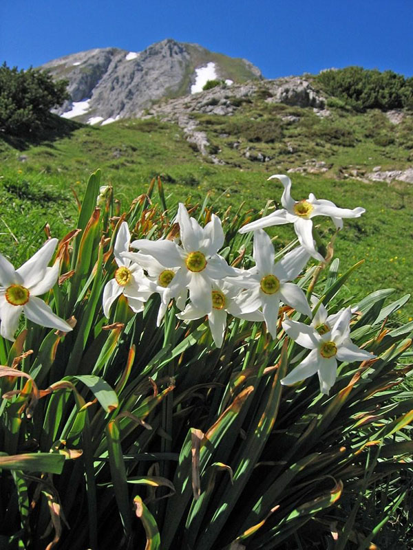 Narciso poético nos picos das montanhas