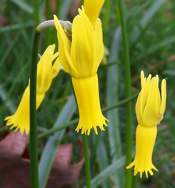 ciclamen daffodil Tet-a-Tet