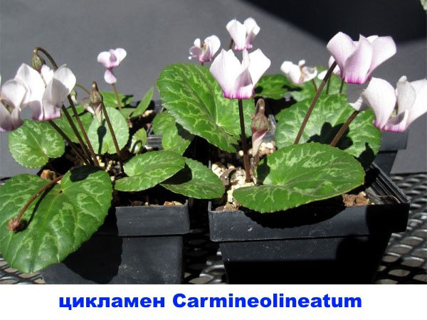 cyklamén Carmineolineatum