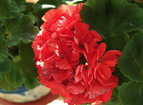 Pelargonium Ainsdale Duke frotē raudas gėlės