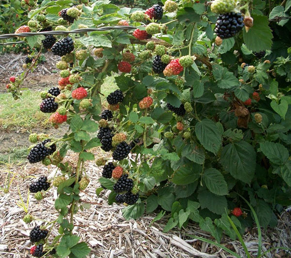 blackberry bush บนโครงไม้