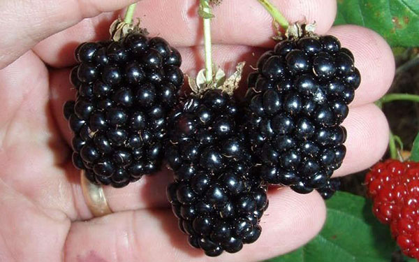 ภาพของ blackberry Natchez