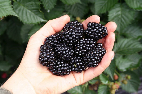 纳瓦霍品种的黑莓