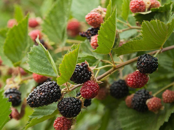 Buah-buahan blackberry menembak Triple Crown