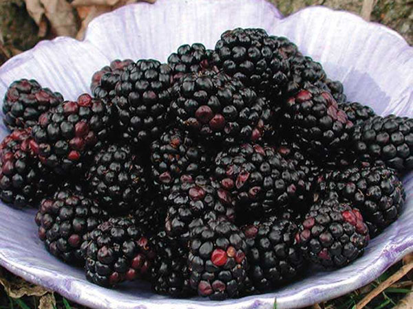 收获后的黑莓浆果切斯特