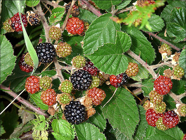 成熟的浆果黑莓（悬钩子属fruticosus）