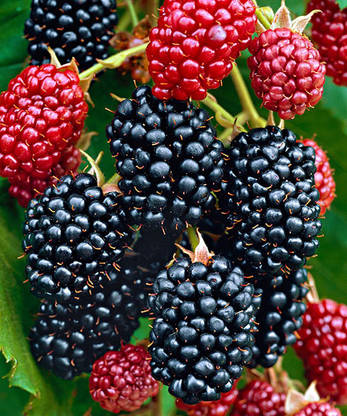 Blackberry Thornfrey, bobica s fotografijama