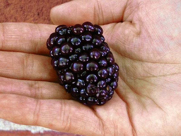 Beri yang besar dari blackberry Kiova