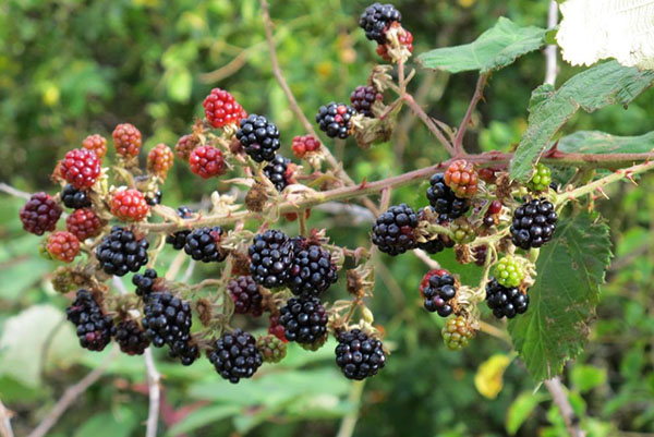 Gergasi Blackberry (Rubus armeniacus)