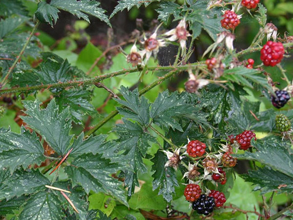 Blackberry split foto (Rubus laciniatus)