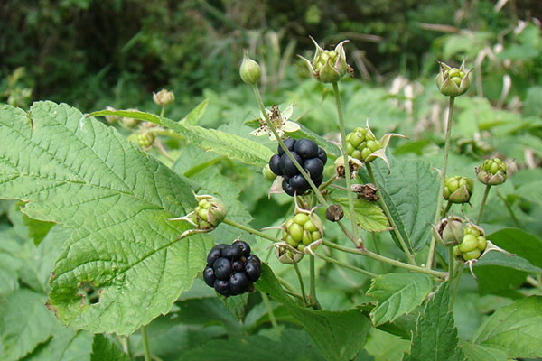Blackberry Sizaya (Rubus caesius)