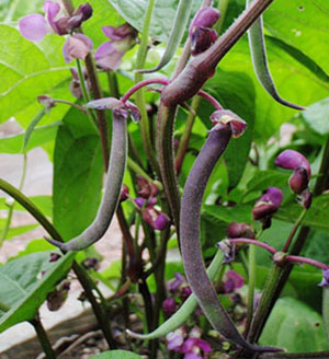 Bluhilda - kučeravé fazuľky na rastlinné účely