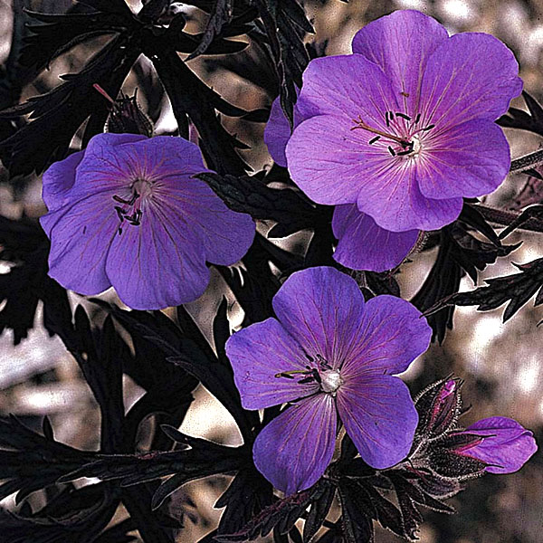 Geranium taman abu-abu ungu