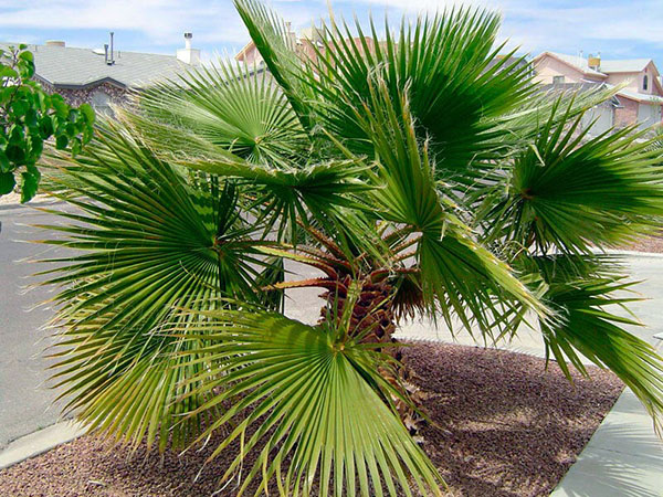 palmių medis
