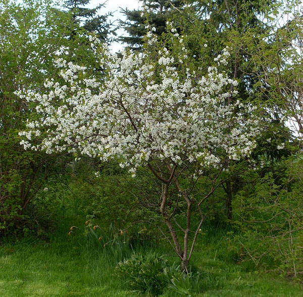 čerešňové kvety