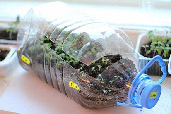 växande plantor i en plastflaska