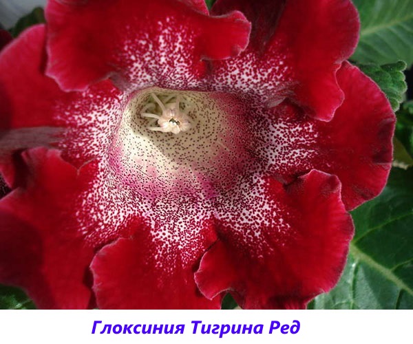 gloxinia Tigrina roșie