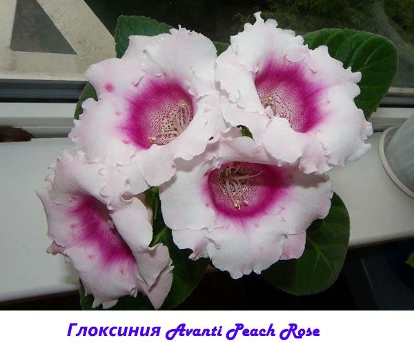 Gloxinium Avanti breskve ruže