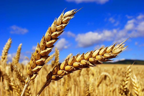 пшеничные колоски