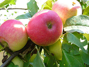 Jablká odrody Medunitsa