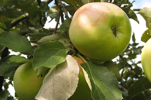 En av de mest utsökta sorterna av äpplen mognar