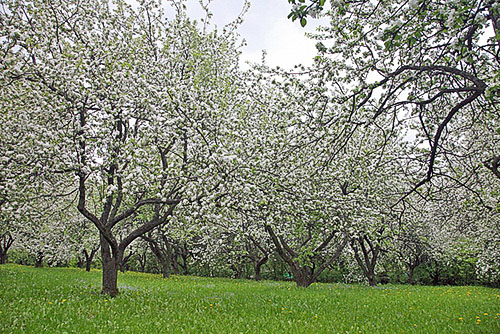 Obuolių sodas