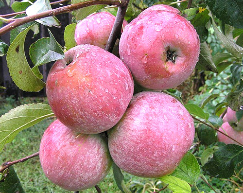 Dažďové pražené jablká Medunitsy