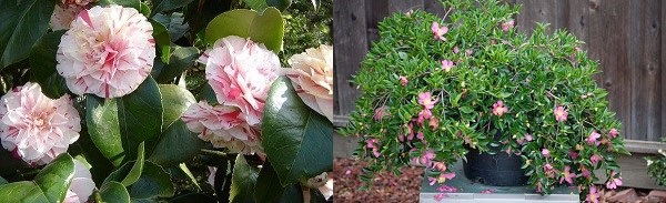 camellia pelbagai jenis