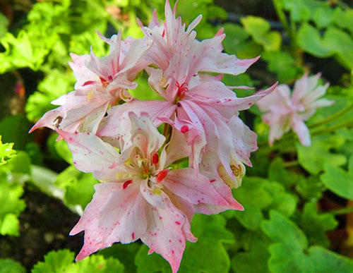 Blooming zvijezda zona pelargonium Richard Hodgson