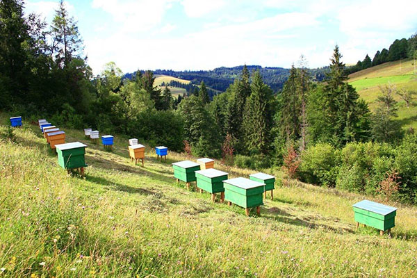 apiary på vägen