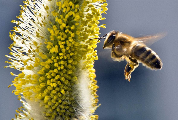 colectarea polenului